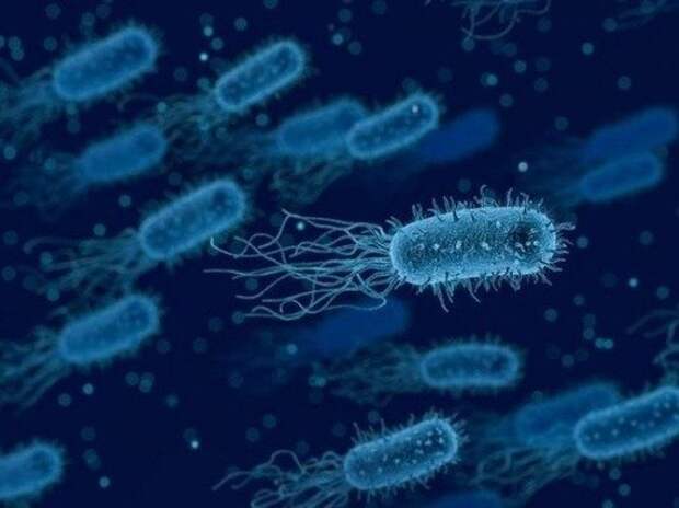Развенчан миф о самой опасной бактерии в мире