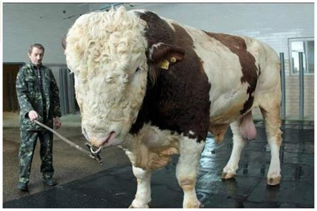И еще - один из самых больших быков в мире - Рипп, Подольской породы. Весит он более 1500 килограмм и считается лучим производителем - 50 тысяч телят в год (искусственное осеменение - живая корова его просто не выдержит) буренки, животные, интересное, коровы, красота, породы