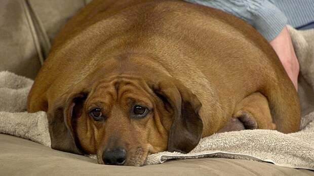 15 самых толстых собак в мире животные, ожирение, собака