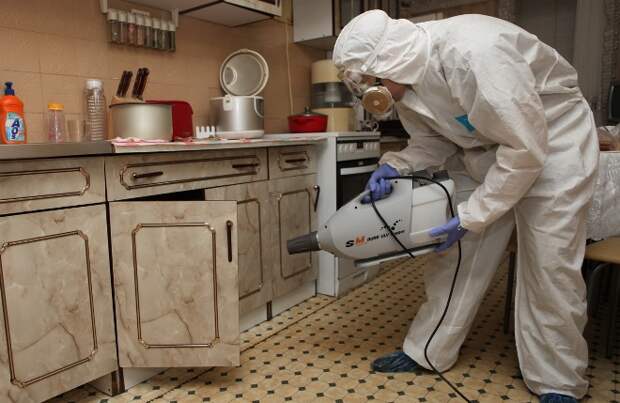 Как вывести клопов в домашних условиях