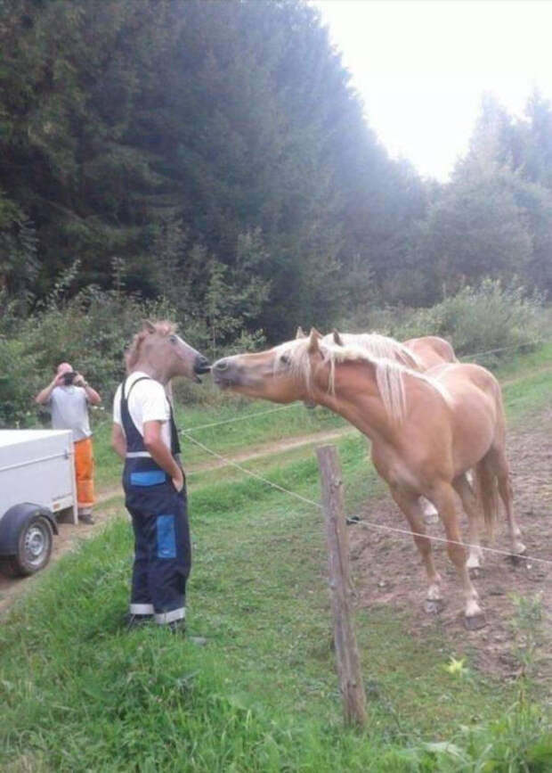 Чтобы день прошёл на позитиве, забавных животных вам в ленту!