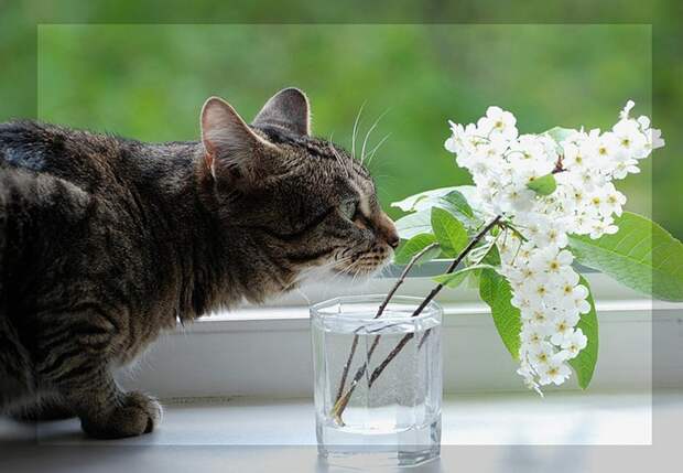 Ceremuxa1 (700x484, 92Kb)