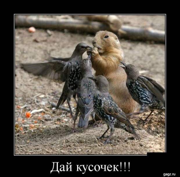 demotivators_funny_pics_gagz_ru_001154