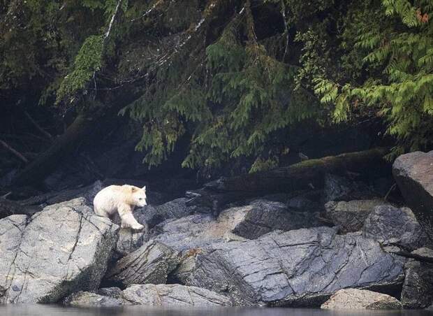 Встреча с медведем-призраком - большая редкость, обитает он исключительно в лесах западного побережья Канады Британская Колумбия, животные, канада, кермодский медведь, природа, фото, фотограф