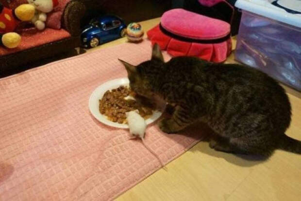 Чтобы день прошёл на позитиве, забавных животных вам в ленту!