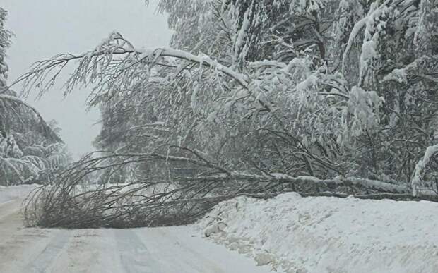 Упавшее дерево заблокировало дорогу в Касимовском округе