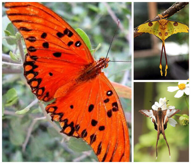 А бабочка крылышками - бяк-бяк-бяк-бяк бабочки, интересное, красота, насекомые