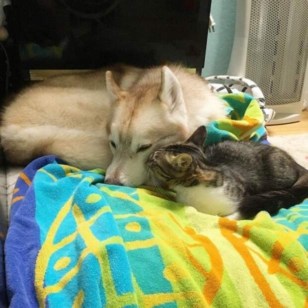 Кошка, которую спасли и вырастили хаски, теперь считает себя большой и отважной собакой Кошка которую спасли и вырастили хаски теперь считает себя большой и отважной собакой