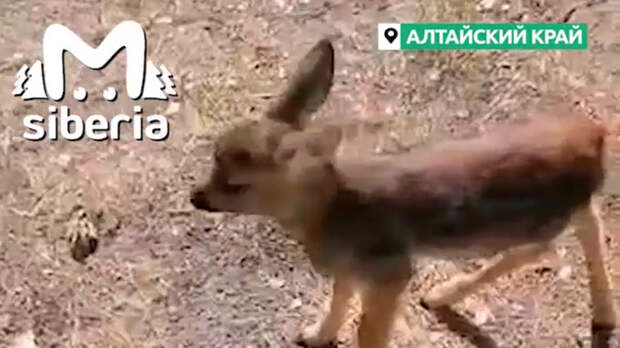 Косуля, вышедшая к людям после пожара в Егорьевском районе, осталась на базе отдыха