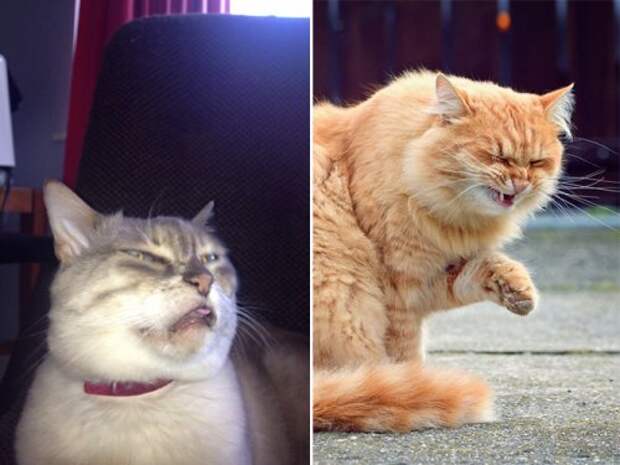 Чихающие кошки, которые вызовут у вас улыбку (16 фото)