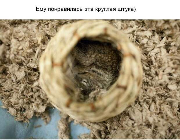 Cпасение крохотного бельчонка спасение, бельчонок, зверек, погибель