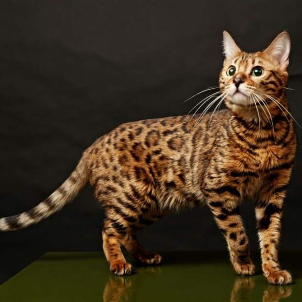 Бенгальская котята., кошки, породы