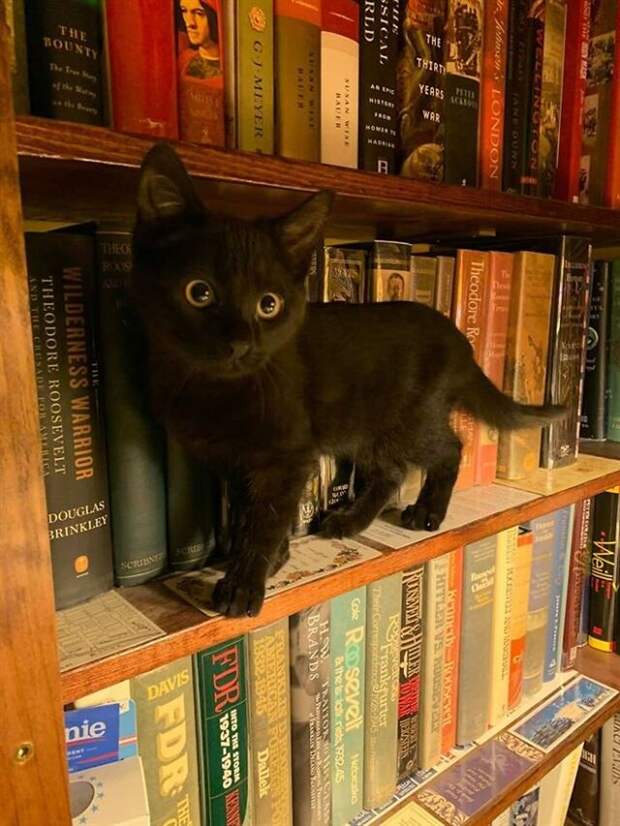 Грациозные чёрные кошки и котики