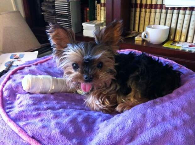 animals-in-tiny-casts-29-580093eda6f09__605