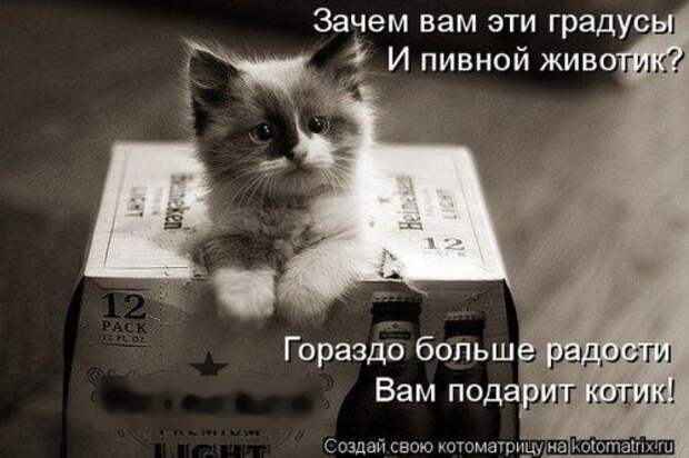 Свежая котоматрица на Бугаге (37 фото)