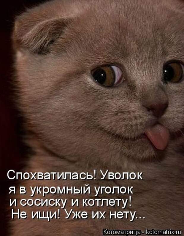 Котоматрицы(картинки с надписями)