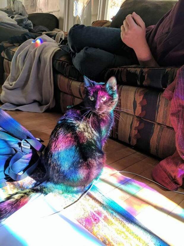 Котик нашел свое волшебное пятно солнечного света животные, котики, лучи, погреться, солнечные ванны, солнце, температура, тепло