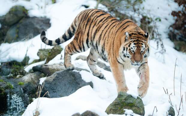 Тигры впервые за полвека пришли в Якутию