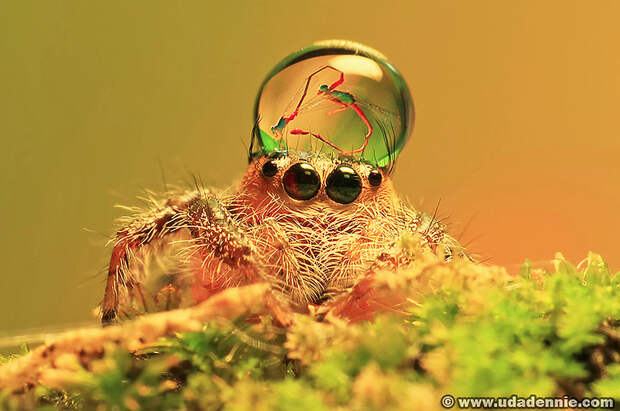 spiders02 spiders02 Умилительные пауки в шапочках из воды