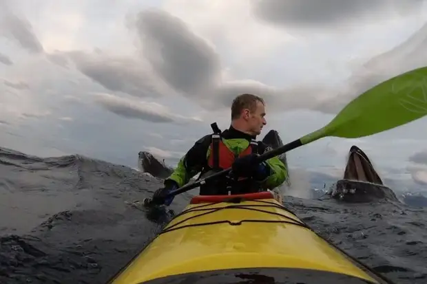 Как киты до полусмерти напугали каякера: встреча в открытых водах Как киты до полусмерти напугали каякера: встреча в открытых водах