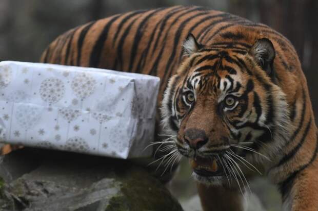 Merry Christmas, мистер Тигр! Как жители зоопарков открывали подарки животные, новый год, подарок