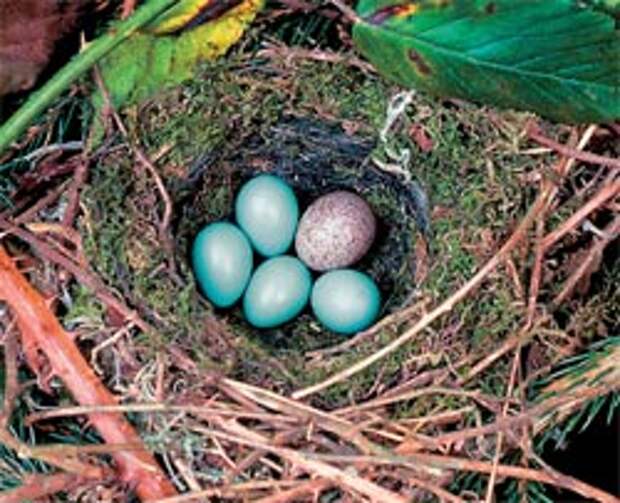 Яйцо кукушки в чужом гнезде