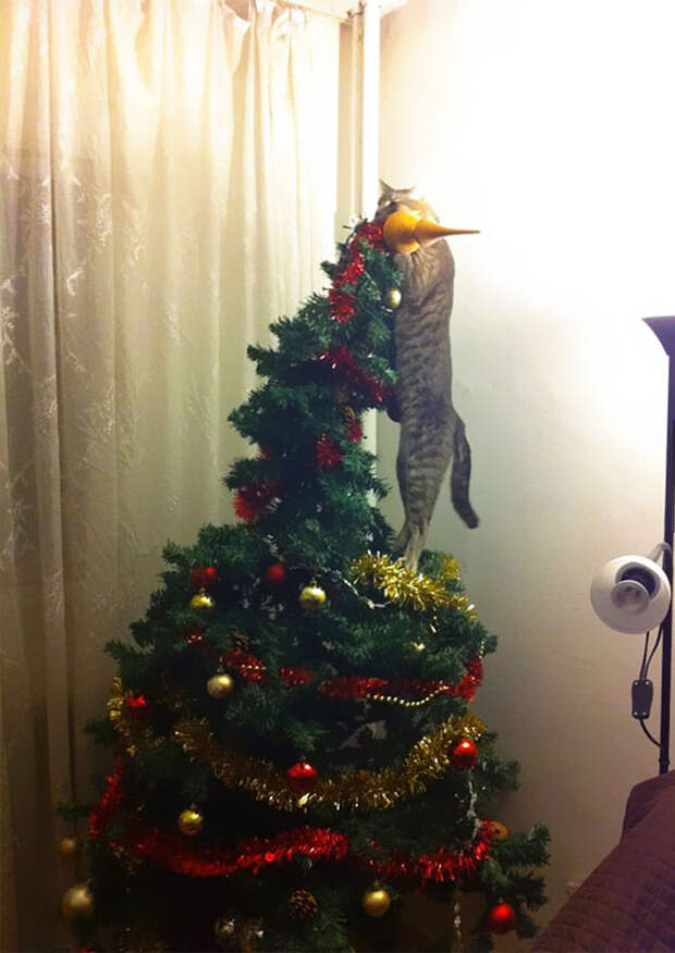 So This Cat Helped With The Christmas Decorations