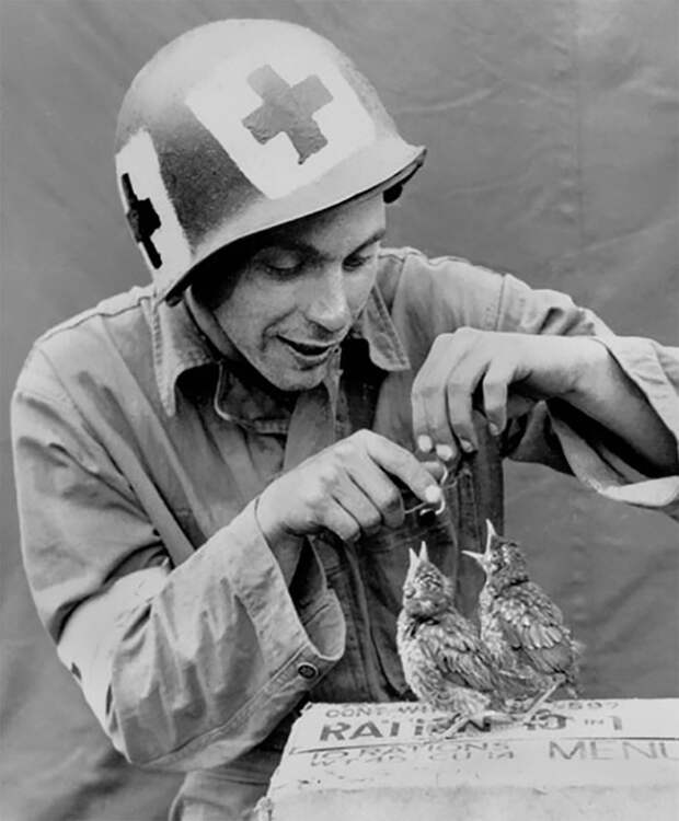 33. Военный медик кормит голодных птенцов архивные фотографии, лучшие фото, ретрофото, черно-белые снимки