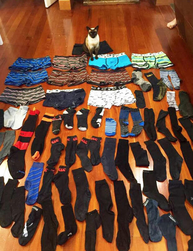 Этот кот-коллекционер крадёт у соседей мужские носки и трусы животные, забавно, наглосты, пакости, питомцы, подборка, фото, юмор