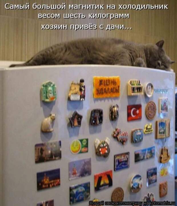 Новые смешные котоматрицы (36 шт)