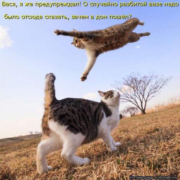Лучшие котоматрицы недели Лучшие котоматрицы недели
