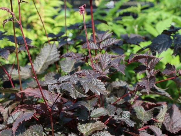 Астильба Тунберга «Чоколейт Сегун» (Astilbe thunbergii 'Chocolate Shogun')