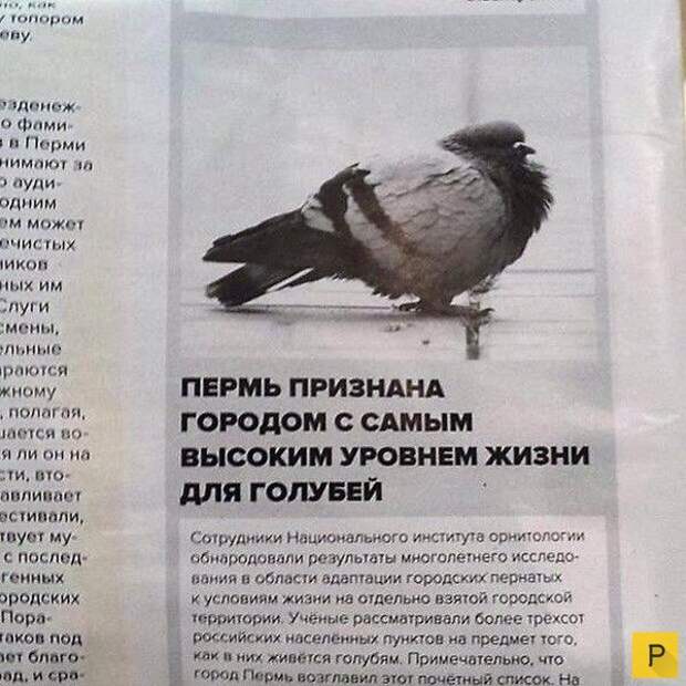 Голуби, внимание!