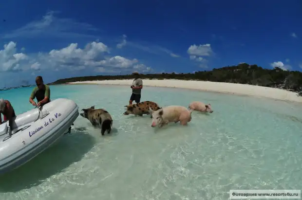 Купание со свиньями на Багамах