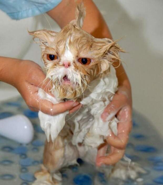 Коты и водные процедуры кот, вода, юмор