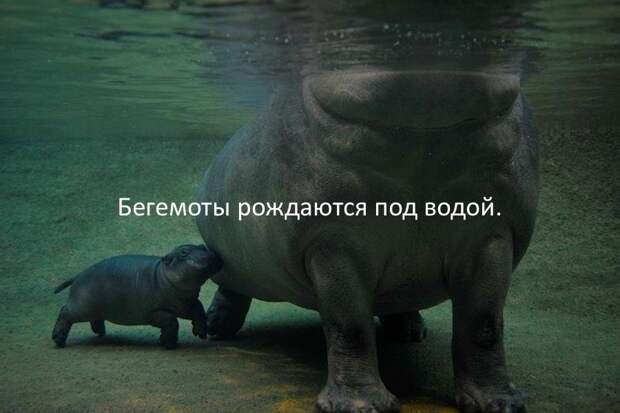 Интересные факты в картинках