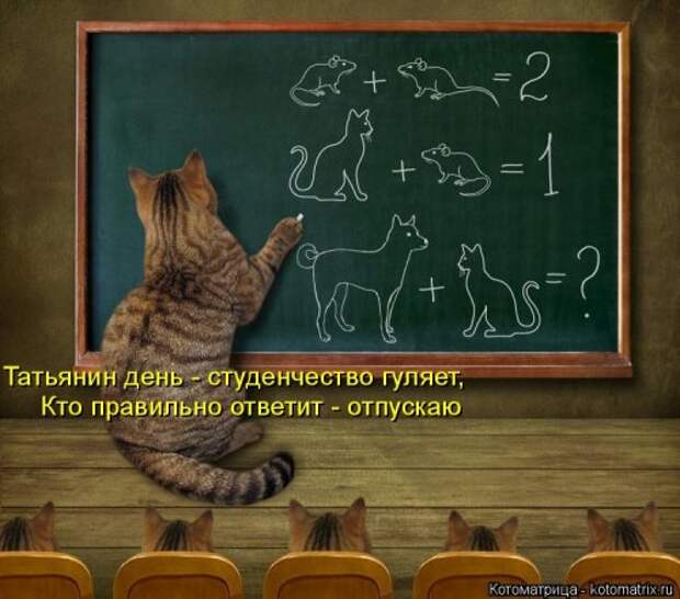 Лучшая котоматрица недели