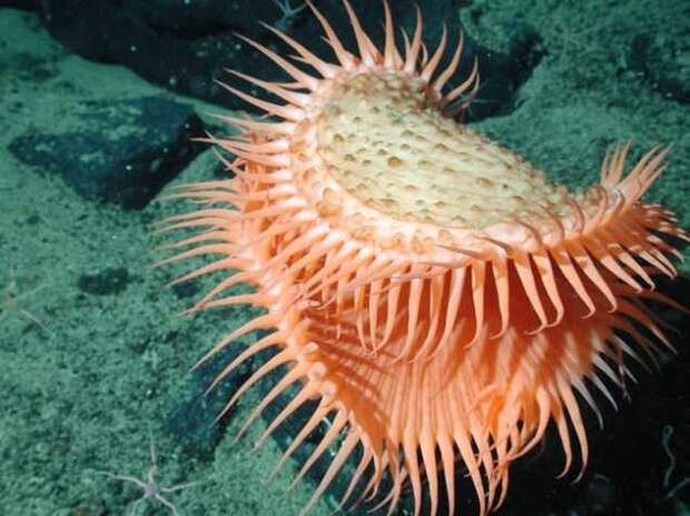 Морские существа, похожие на инопланетные формы жизни Морские существа, похожие на инопланетные формы жизни инопланетяне, море, рыбы, существа