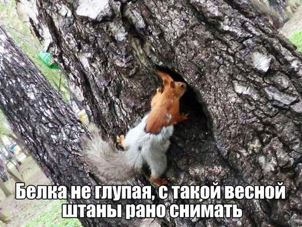 Веселые картинки с надписями для настроения (11 фото) Веселые картинки с надписями для настроения (11 фото)