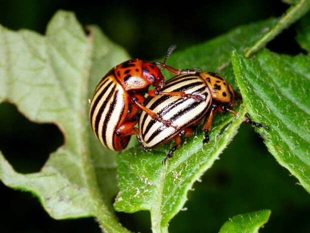 Борьба с колорадскими жуками. | Фото: Pinterest.