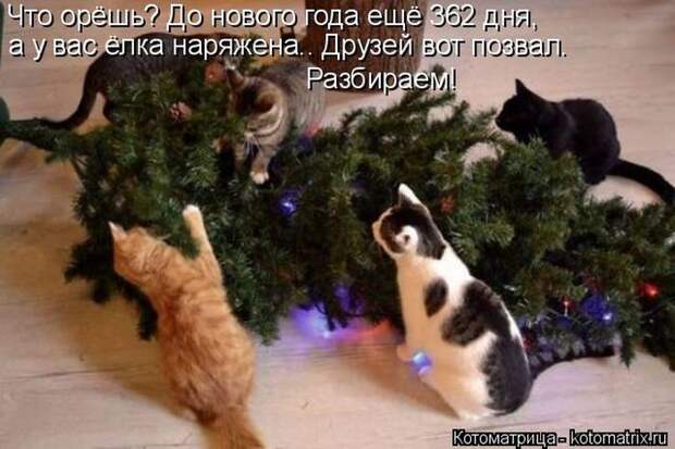 Лучшие котоматрицы недели (50 фото)