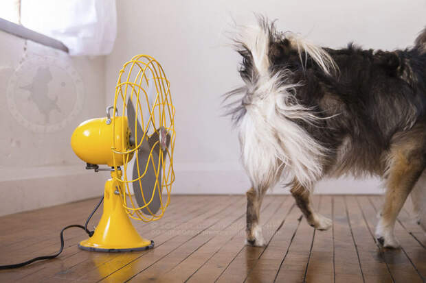 Вентиляторы стали необычным реквизитом для съёмки собак вентилятор, животные, собаки