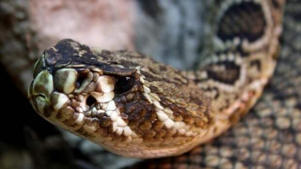 Змеи в московских лесах могут проснуться через месяц