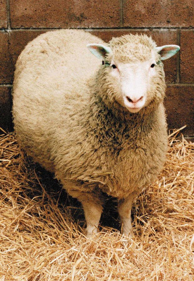 Dolly The Cloned Sheep Put To Sleep