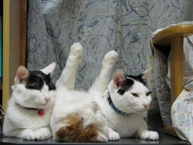 Коты, добавившие изюминку в обыденные фото коты, приколы, смешные фото котов