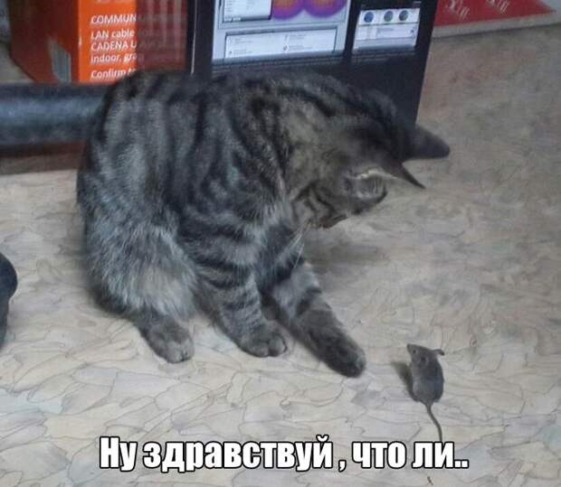 Прикольные картинки абавсём:D (30.09.16) Прикольные картинки абавсём:D (30.09.16)
