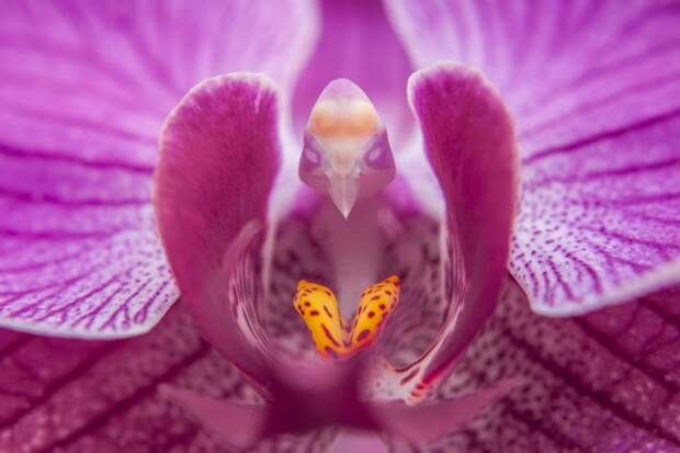 Цветок орхидеи фаленопсис
