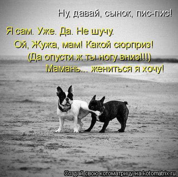 Лучшие котоматрицы недели (50 фото)