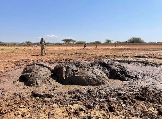 Семью африканских слонов удалось вытащить из грязной лужи в Кении