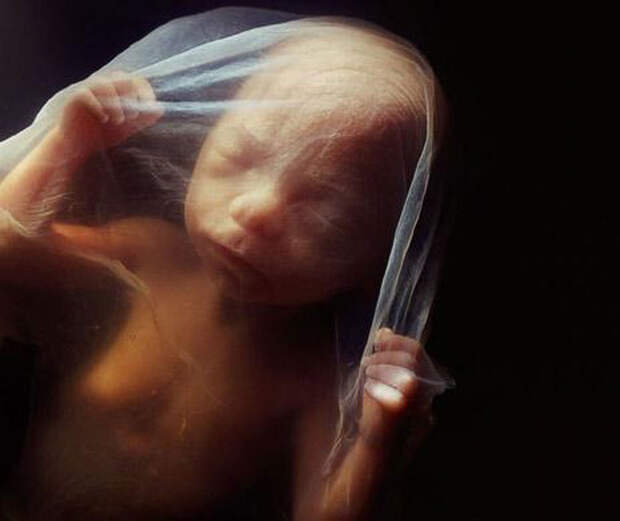 Рождение новой жизни в фотографиях